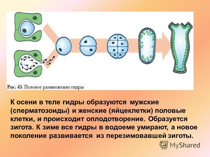 Ссылка кракен через тор