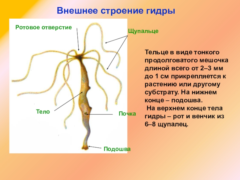 Kraken ссылка зеркало